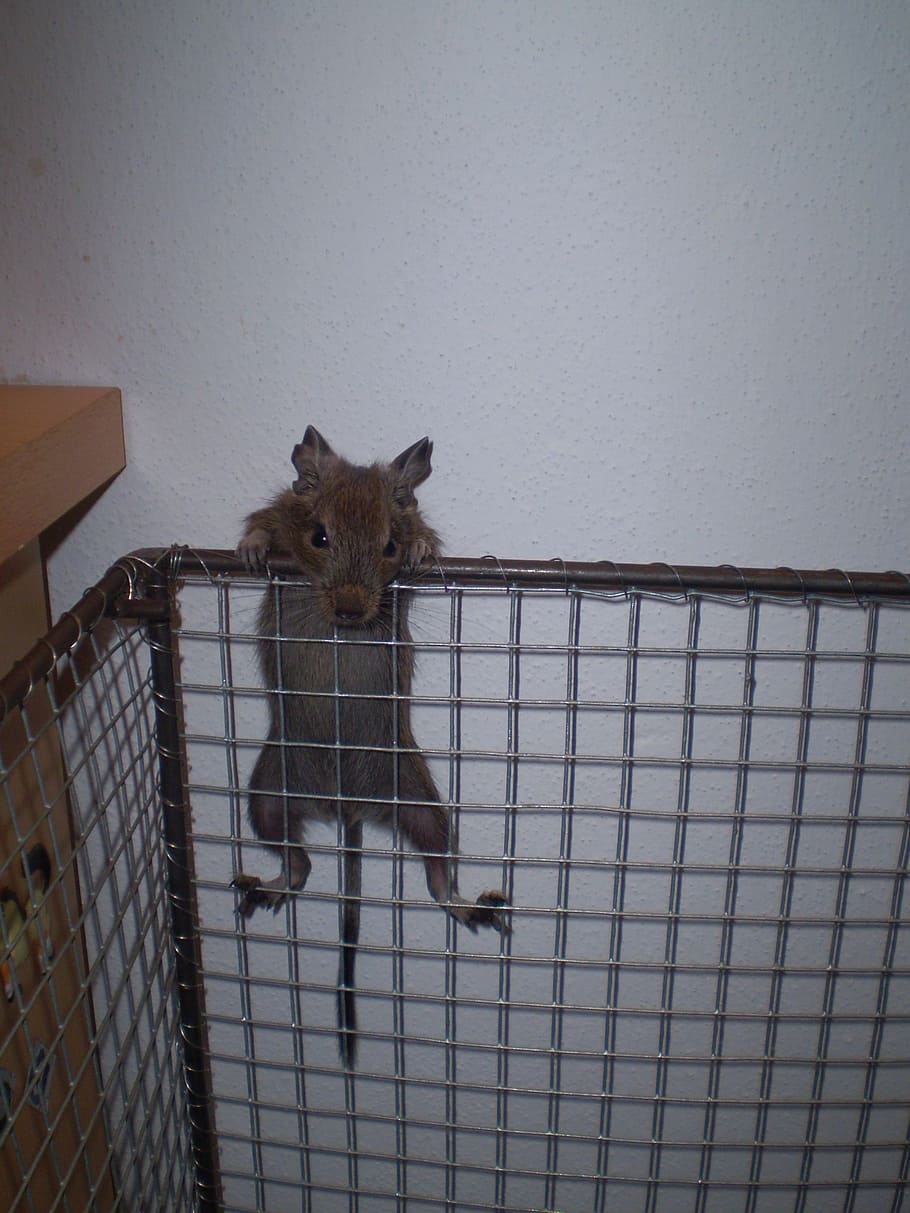 cage, degu, table, wall, animal, animal themes, mammal, one animal HD wallpaper