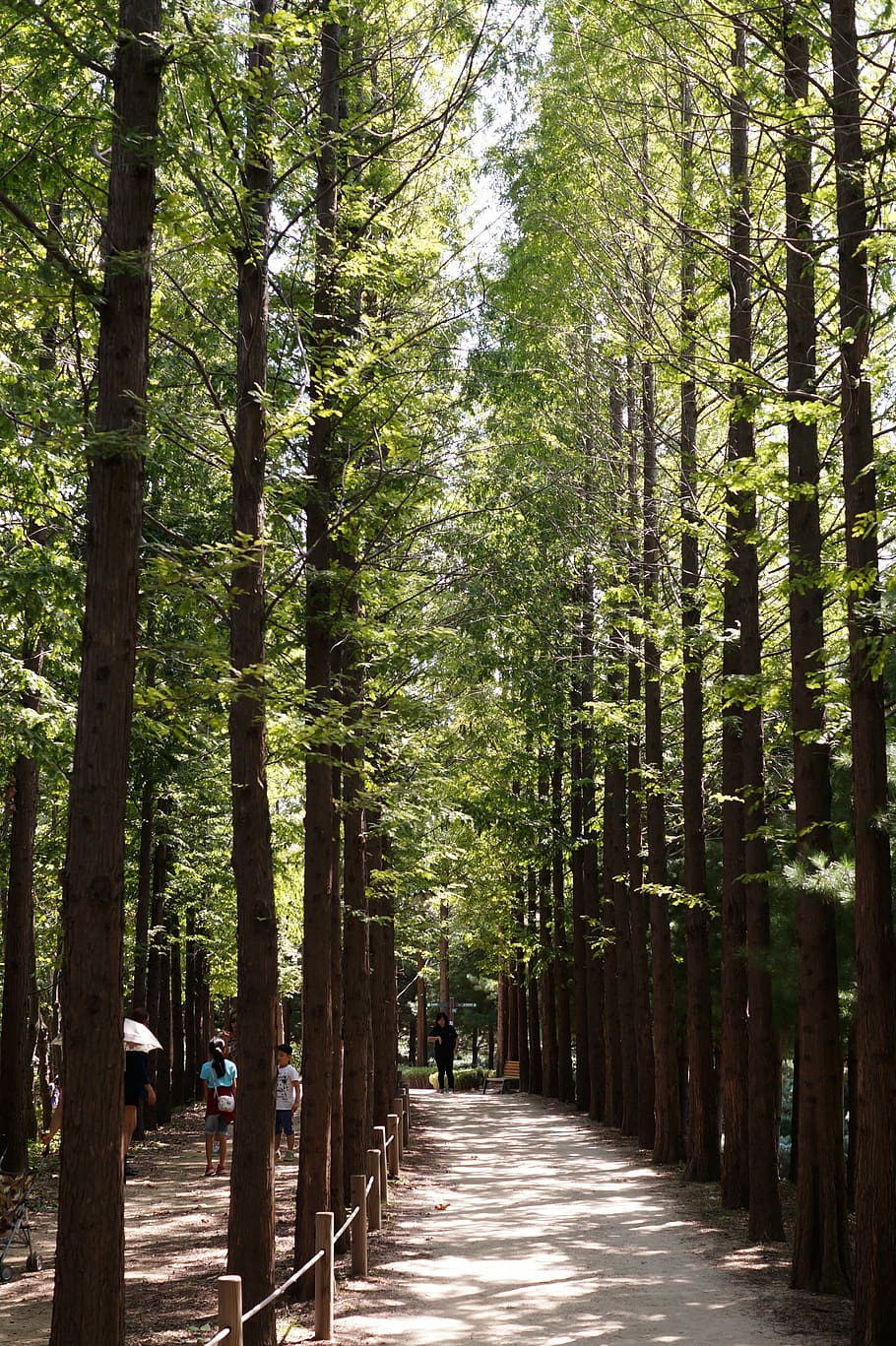 nature, forest, wood, tree, plant, growth, the way forward HD wallpaper