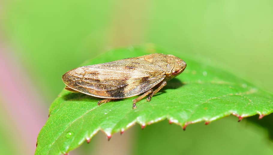 insect, strange insect, macro, tiny, nature, diversity, sting HD wallpaper