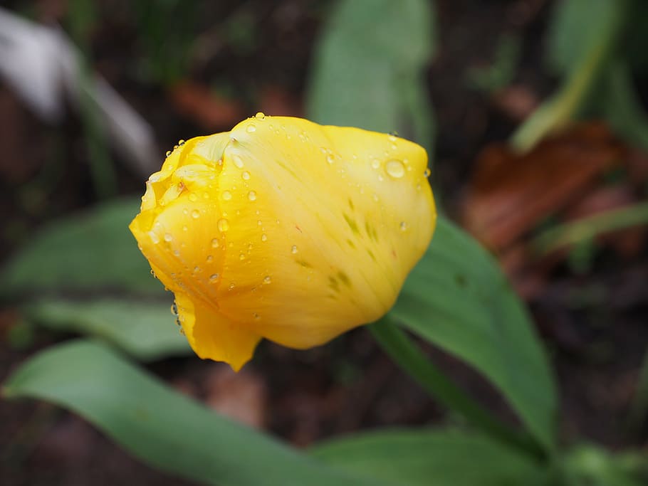 flower, tulip, spring, nature, bloom, garden, plant, yellow HD wallpaper