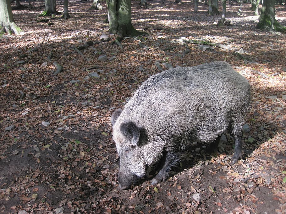 boar, nature, forest, mammal, rooting, sun, autumn, leaves HD wallpaper