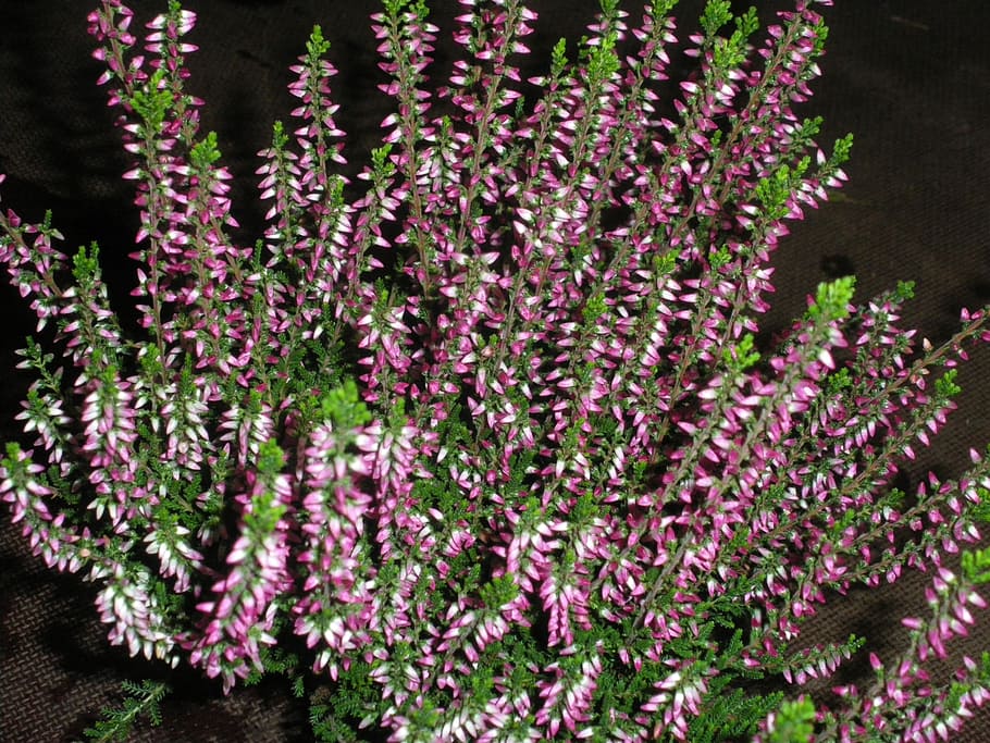 Erika, Close, Heather, Heide, autumn, flower, plant, pink, late summer HD wallpaper
