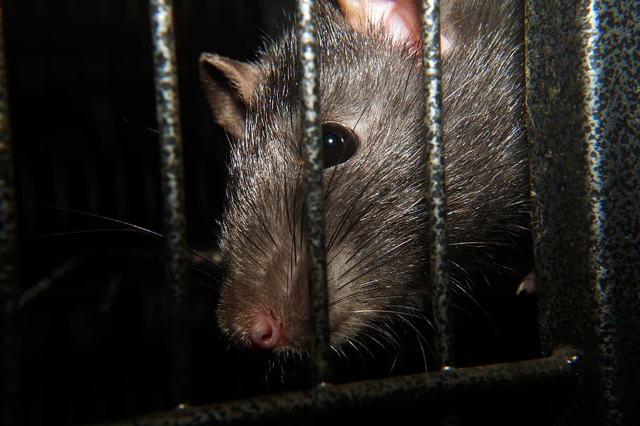 Rat, Nager, Rodent, Head, Eye, Female, close, one animal, cage HD wallpaper