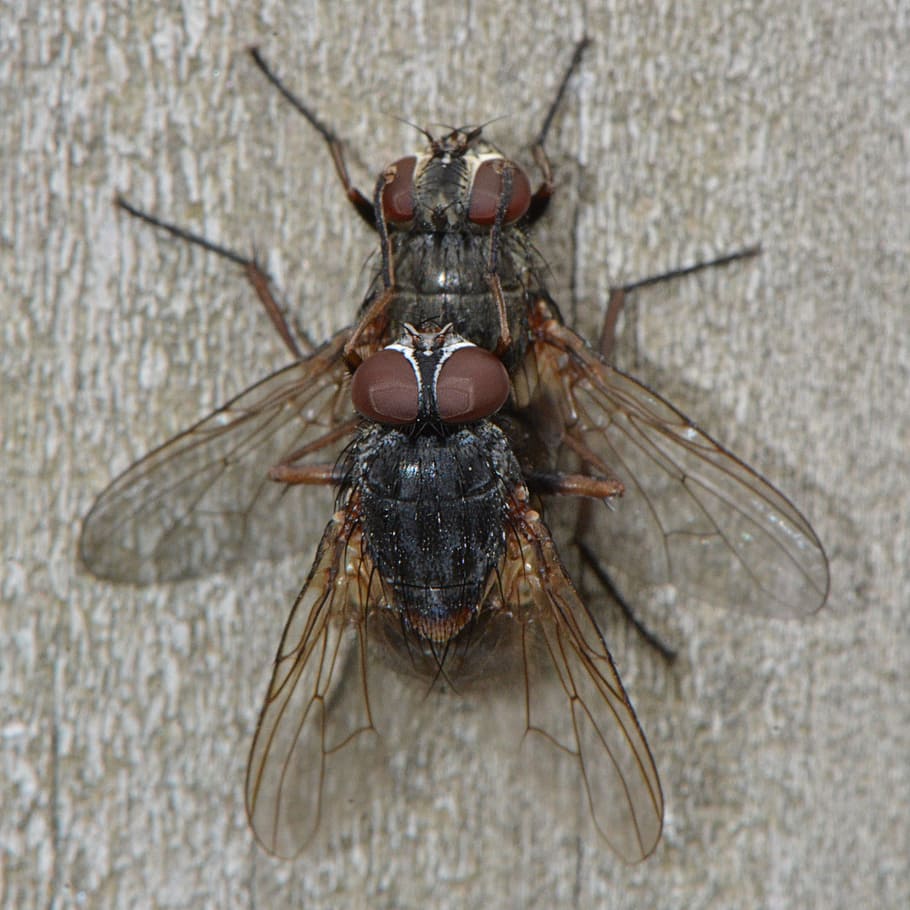 Fly, Insects, Animals, Propagation, mate, macro, wings, copulation HD wallpaper