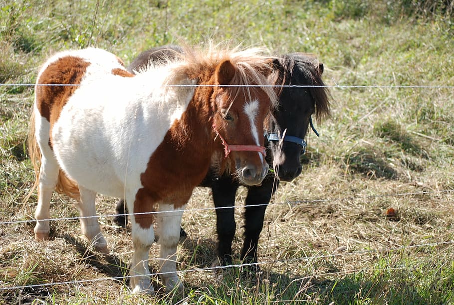 ponies, small, horses, coupling, ride, farm, animal, nature HD wallpaper