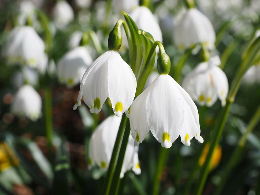 snowflake, flowers, close, detail, macro, calyx, spring, spring flower HD wallpaper