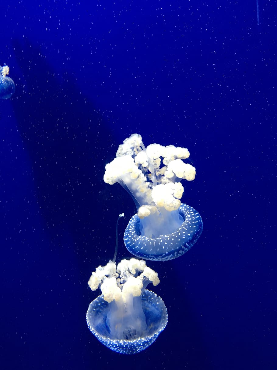 jellyfish, aquarium, ocean, underwater, sea, swimming, sea life HD wallpaper