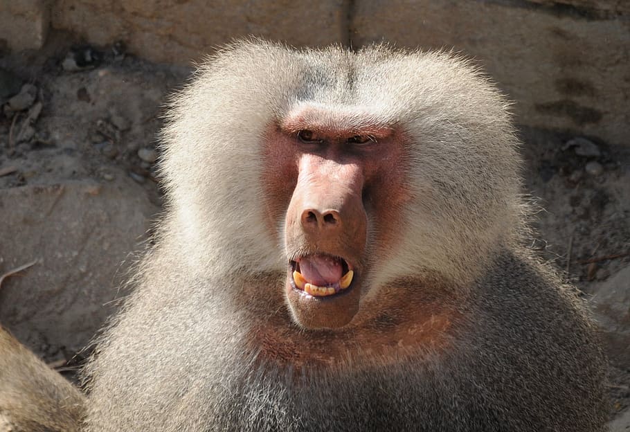 zoo, ape, baboons, observing, animal, animal themes, primate HD wallpaper