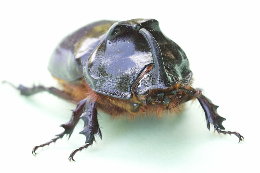 stag beetle, nature, threatened, animal themes, one animal HD wallpaper