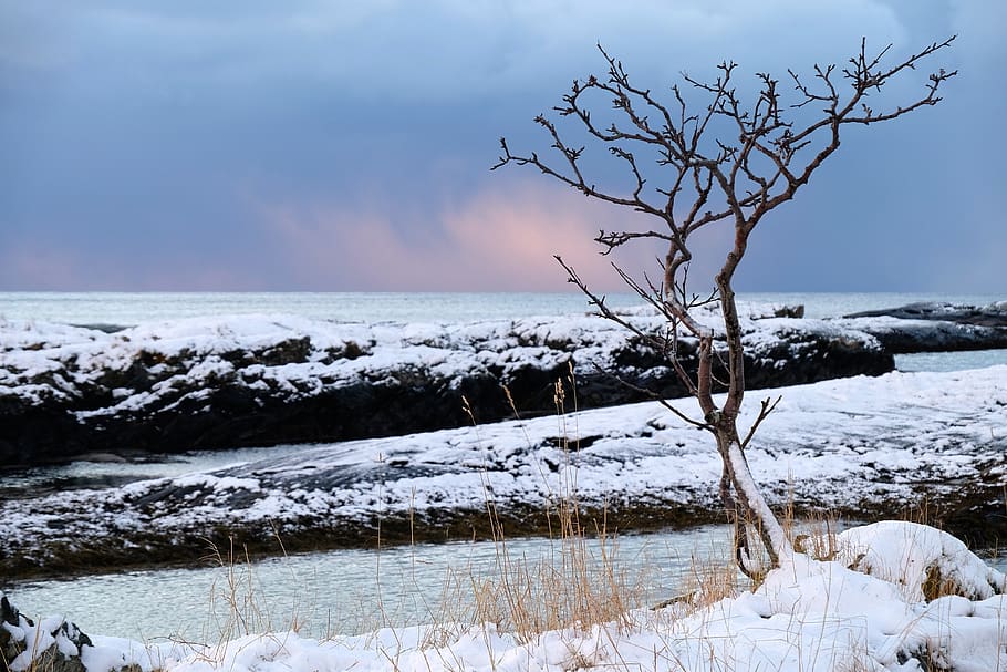 snow, winter, white, cold, weather, ice, trees, plants, beauty in nature HD wallpaper