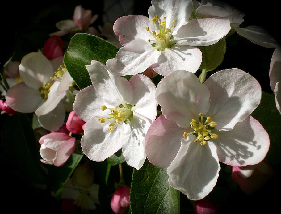 white and pink apple blossoms in close-up photography, Spring HD wallpaper
