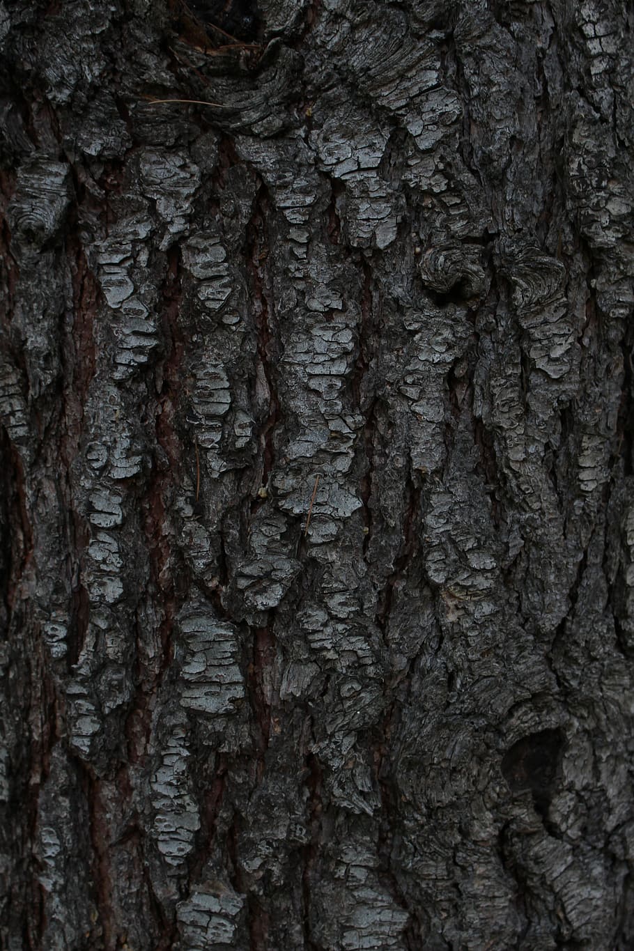 Pine, Tree, Background, background is, desktop, bark, conifer HD wallpaper