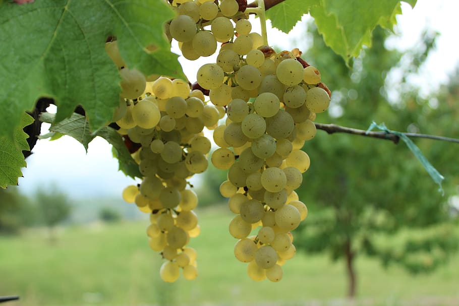 wine, grapes, krems, vineyard, white wine, rivaner, müller-turgau