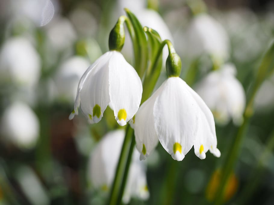 selective focus photo of lily of the valley flowers, spring knotenblume, HD wallpaper