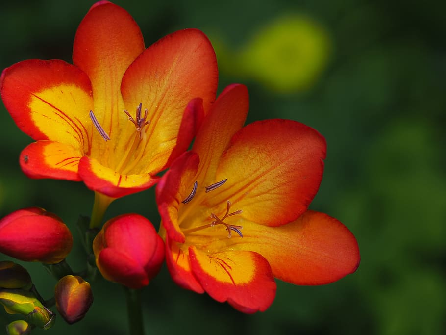 tilt shift lens photography of orange and yellow flowers, red flowers