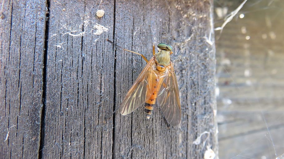 insects, fly, nature, bug, macro, wood - material, animal themes HD wallpaper