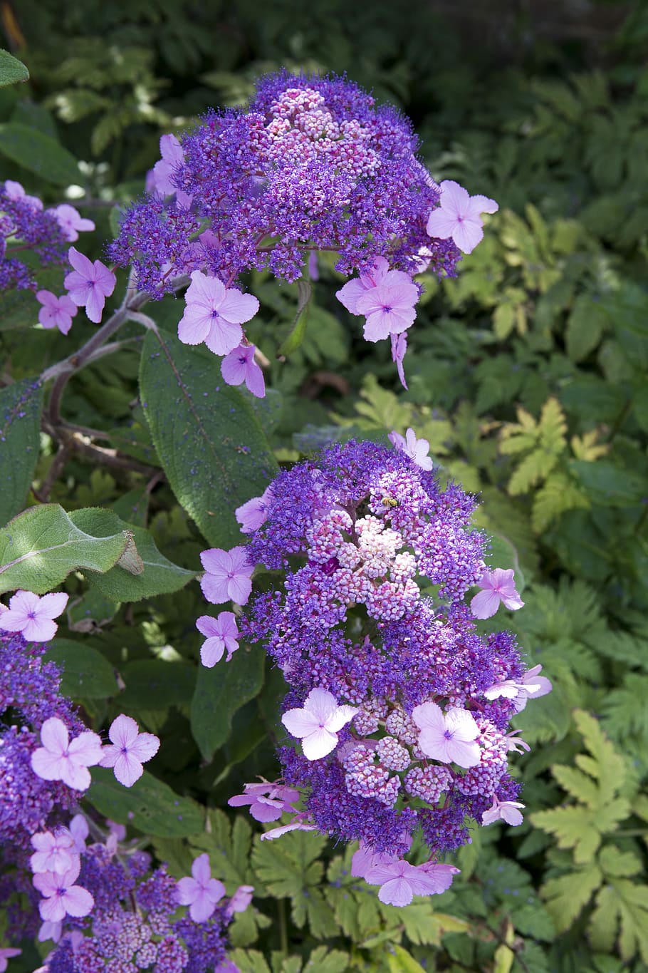 Hydrangea, Blue, Garden, vibrant blue, great dixter, purple HD wallpaper