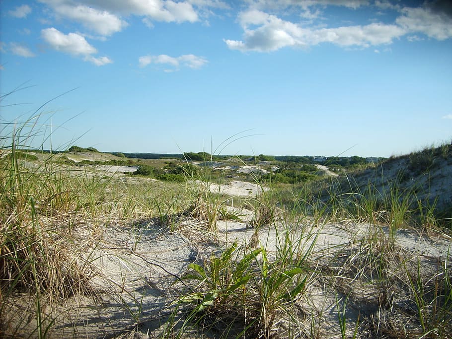 Sand Dunes at Cape Cod, Massachusetts, photos, grass, landscape