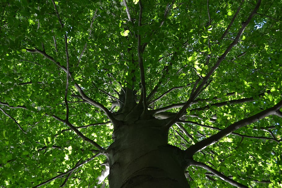 tree, log, tribe, leaves, deciduous tree, plant, tree trunk HD wallpaper