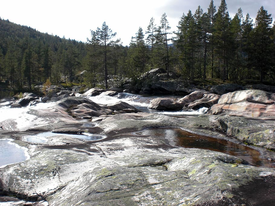 norway, nature, scandinavia, river, tree, plant, beauty in nature HD wallpaper