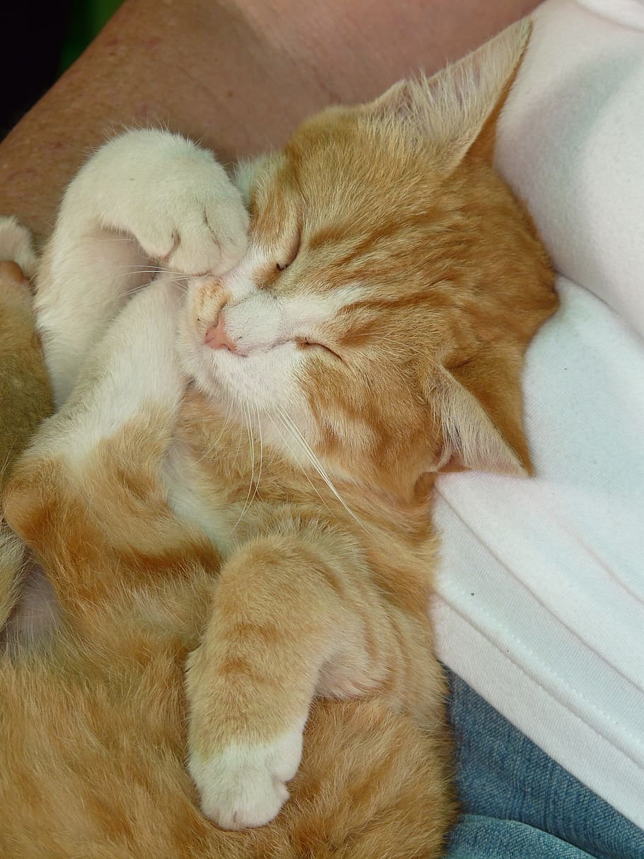 cat, sleep, feel at home, cute, sweet, red, white, domestic HD wallpaper