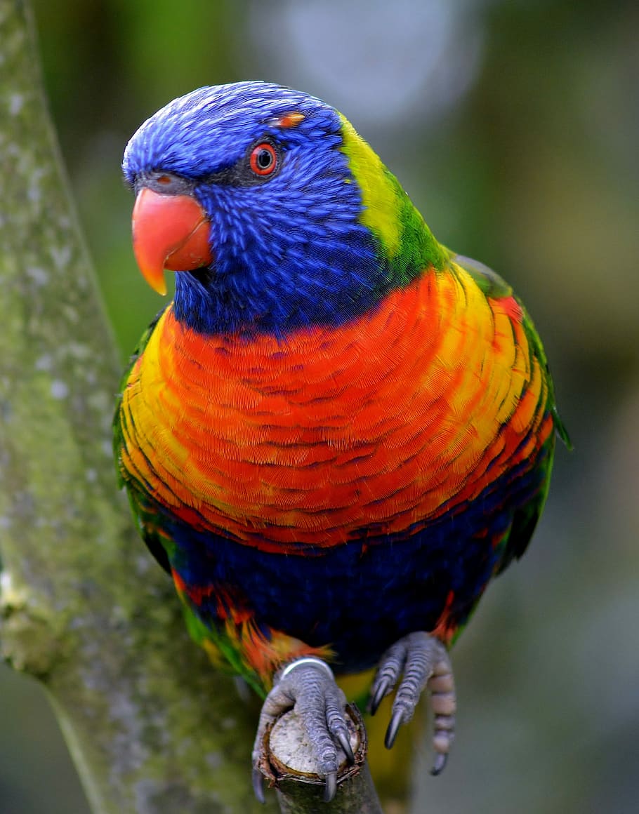 bird on tree branch, bird park marlow, nature, parakeet, animal themes HD wallpaper