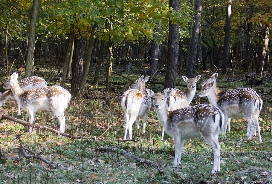 fallow deer group, fur, stains, antler, scoop, graze, wildlife park HD wallpaper