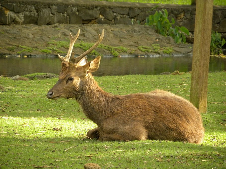 deer, male, captive, animal, animal themes, animal wildlife HD wallpaper