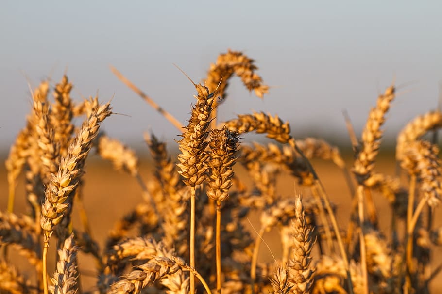 Wheat Field, Rye, Grain, Agriculture, landscape, cereals, food HD wallpaper