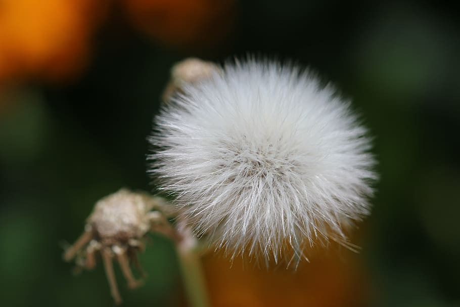 flower, white, nature, macro, green, flowers, turkey, close HD wallpaper