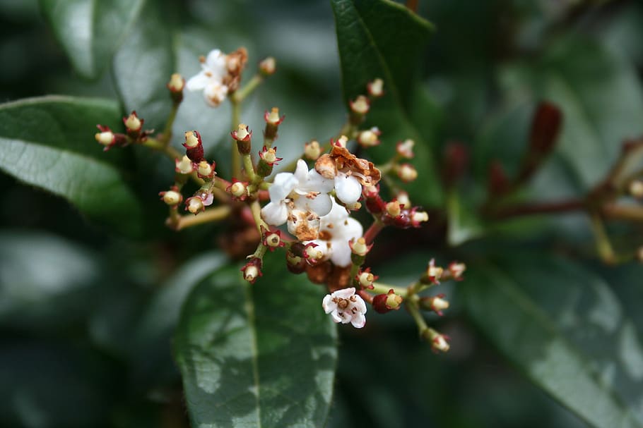 nature, sheet, plant, outdoor, freshness, growth, flower, fragility HD wallpaper