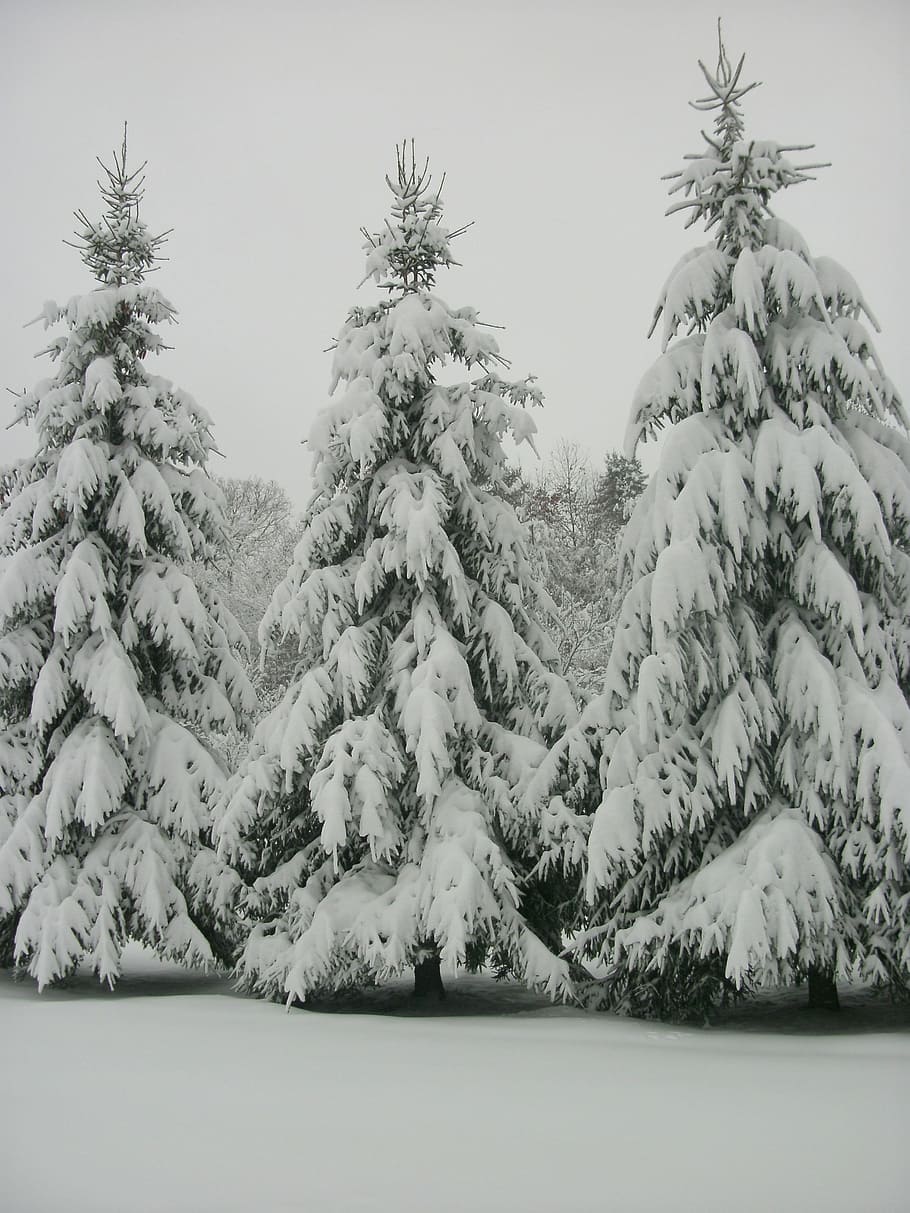 West Virginia, Trees, Outdoors, wilderness, snow, blizzard HD wallpaper