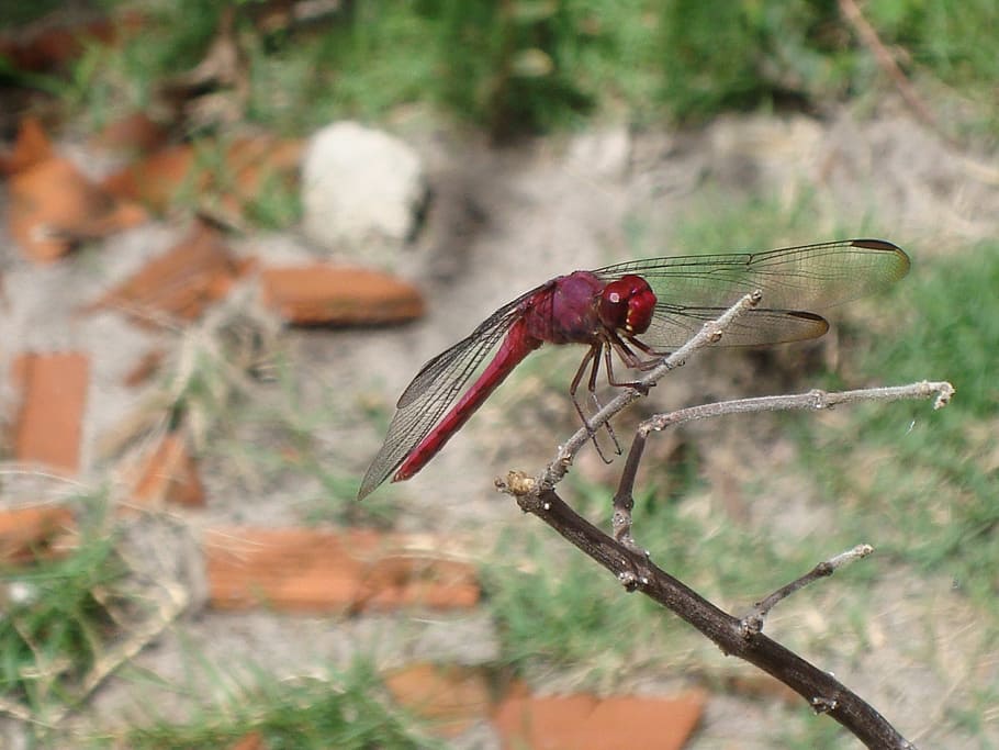 dragonfly, nature, ziguezigue, animals in the wild, animal themes HD wallpaper
