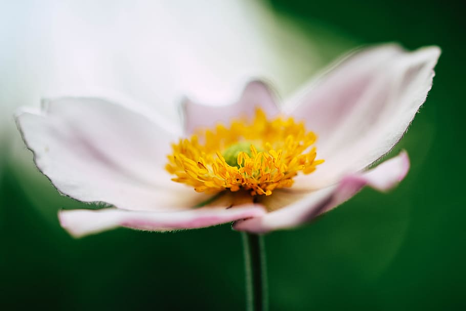 selective focus of pink petaled flower blooming at daytime, closeup photography of pink anemone flower with yellow stigma HD wallpaper