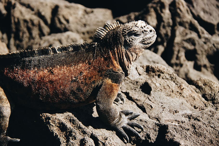 brown and black bearded dragon on rock formation, black iguana on rock HD wallpaper