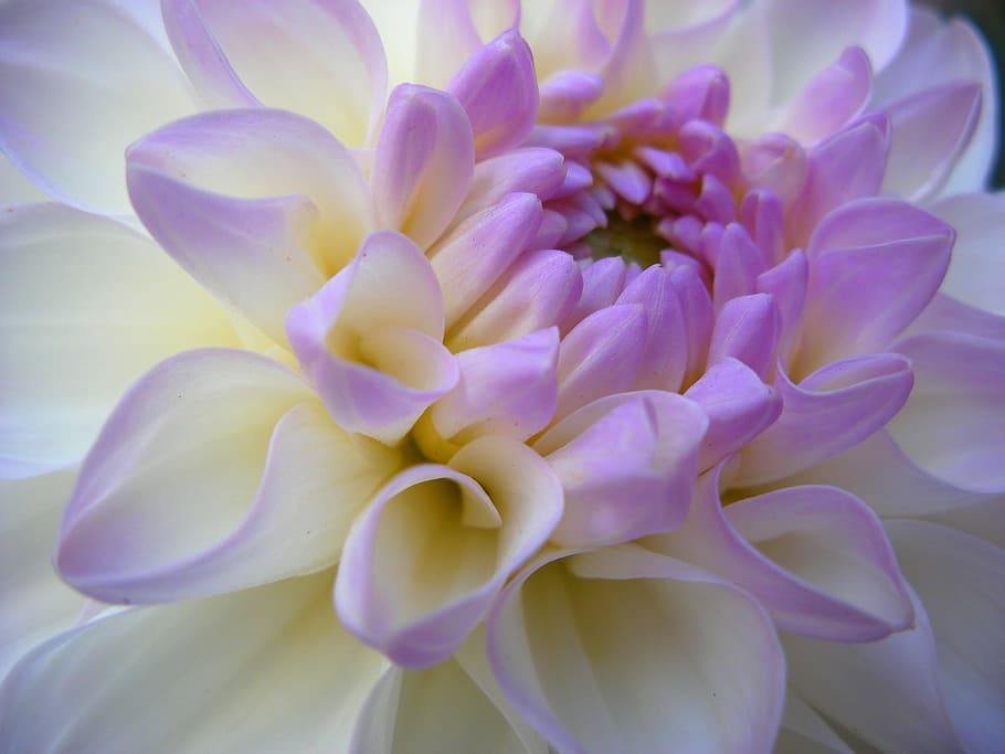 purple petaled flower, white, color, summer, garden, quebec HD wallpaper