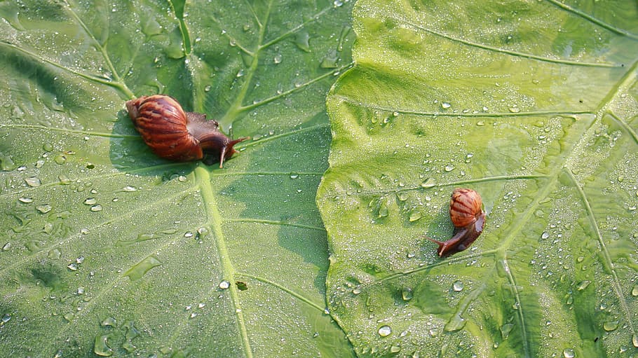 snail, dew drops, leaf, the morning, creature, insects, light HD wallpaper