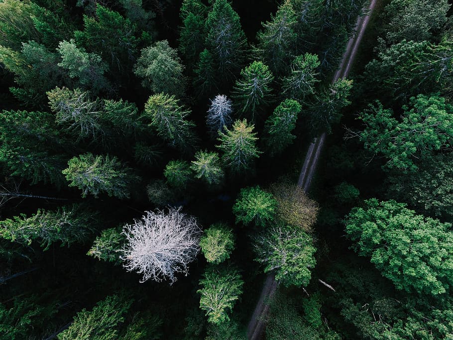 green pane trees, aerial photography of green trees, forest, aerial view HD wallpaper