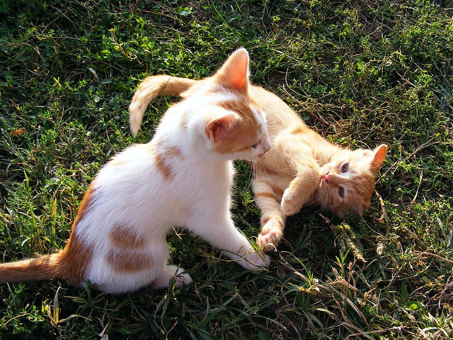 white and orange kittens on green grass, brown, short, fur HD wallpaper