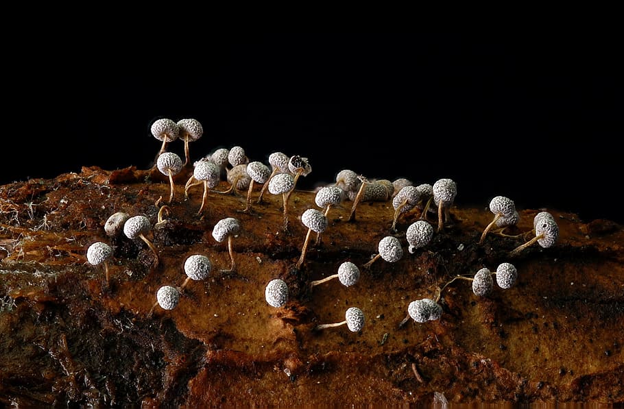 fungi, wood, tiny, macro, no people, white color, black background HD wallpaper