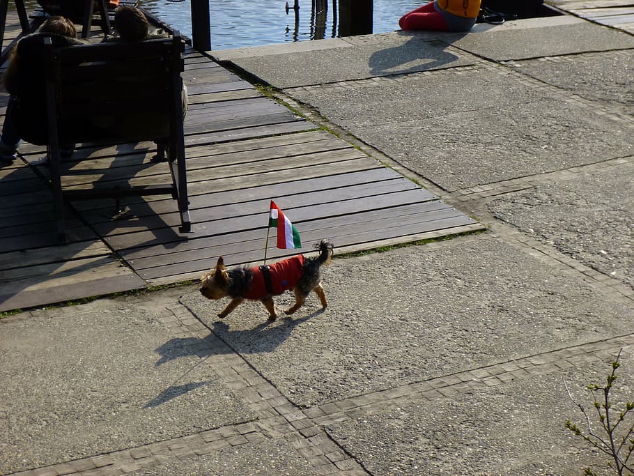 dog, funny, hungarian flag, animal themes, domestic animals HD wallpaper