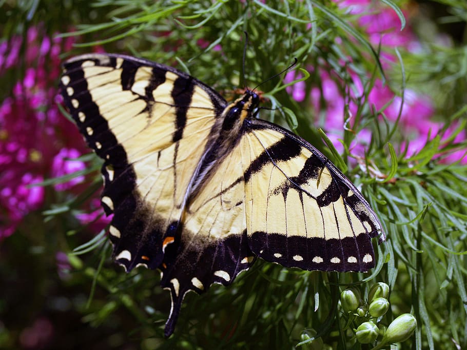 butterfly, yellow, insect, nature, animal, flowers, macro, close-up HD wallpaper