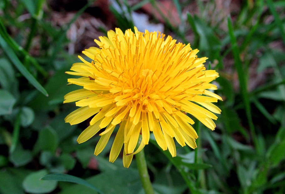 dandelion, yellow, flower, summer, flowering plant, flower head HD wallpaper