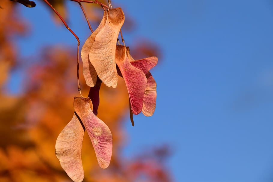 maple, seeds, autumn, golden, close, red, sky, golden autumn HD wallpaper