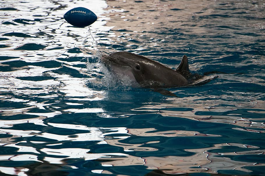 dolphin, aquarium, nature, ocean, water, sea, underwater, mammal HD wallpaper