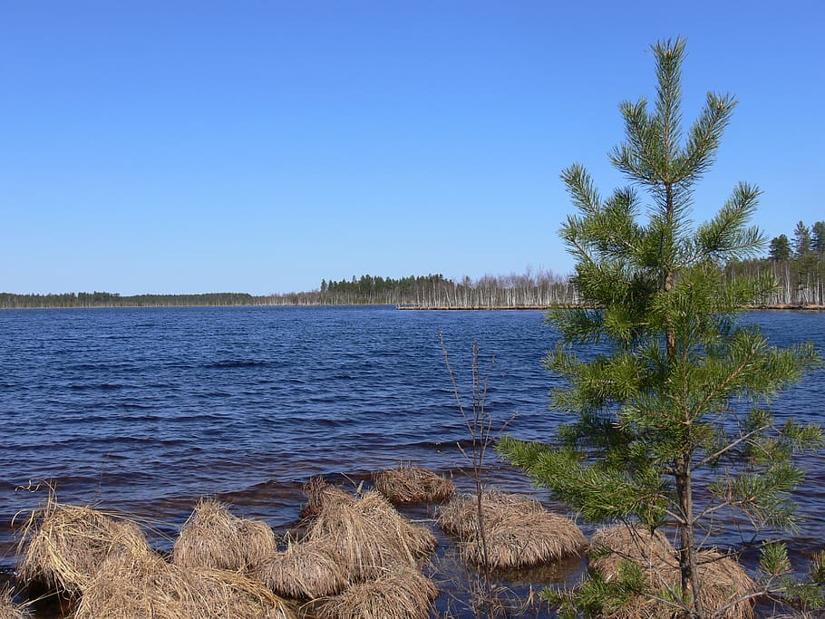 lake, nizhny novgorod oblast, forest, water, nature, sky, pine, HD wallpaper