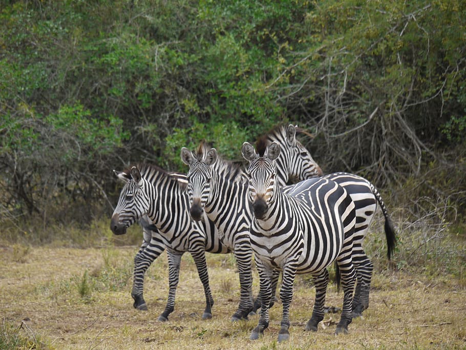 four zebra near trees during daytime, uganda, africa, horses HD wallpaper