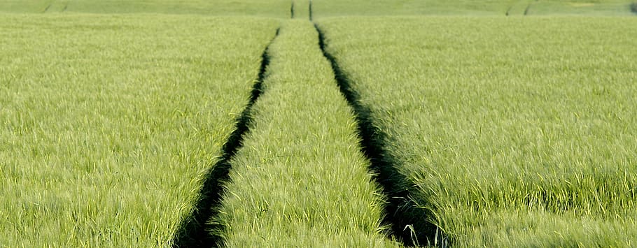 track, traces, corn, meadow, harvest, field, the cultivation of HD wallpaper
