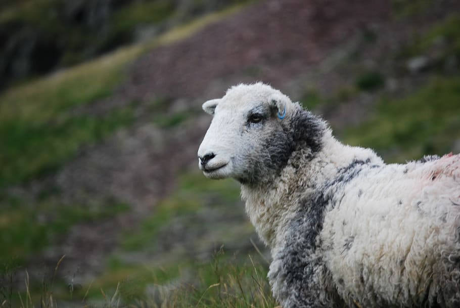 animal, herbivore, hill, sheep, wool, nature, grass, farm, meadow HD wallpaper