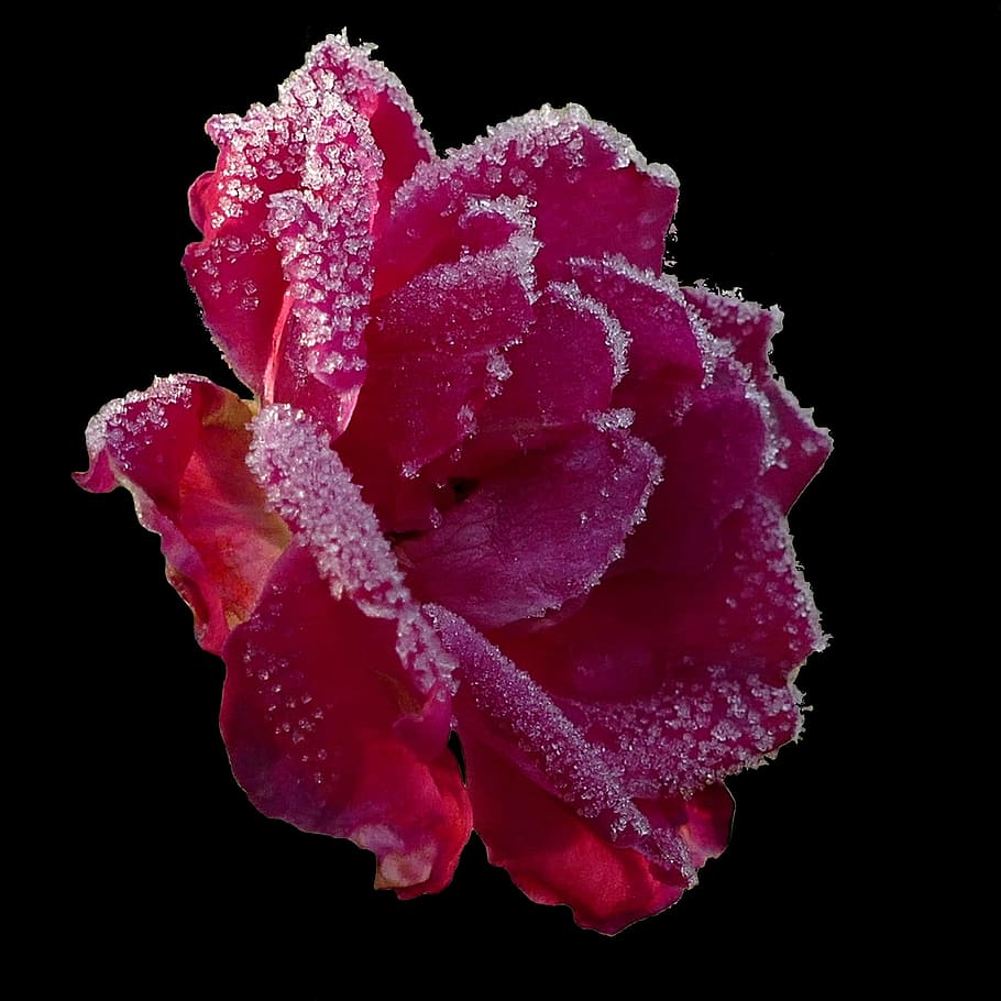 Cold rose. Цветы зима. Роза Кристалл. Frozen Flower. Цветок колд.